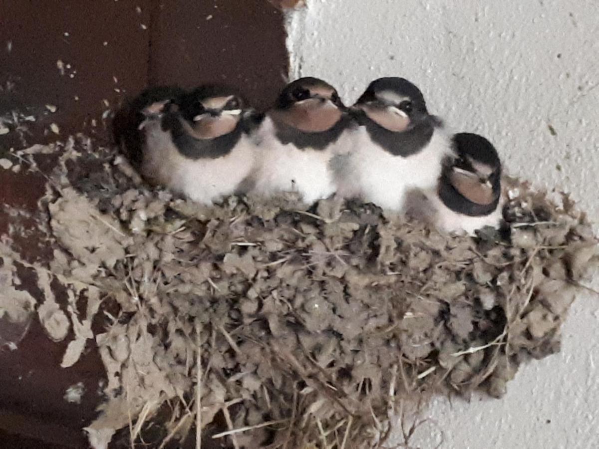 Houndapitt Cottages Bude Buitenkant foto